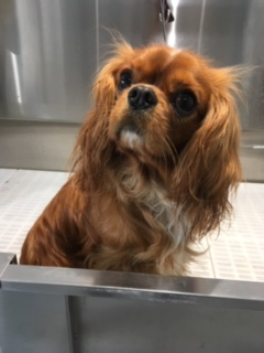 a dog having had a bath and brush at Country K9Z