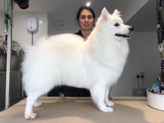 a dog having had a bath and de-shed at Country K9Z