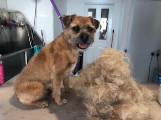 a dog having had a Hand strip full groom at Country K9Z