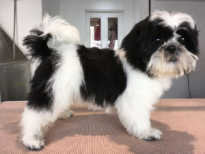 a puppy having had a bath and brush at Country K9Z