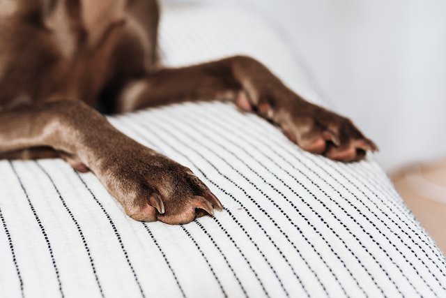a close up of a dog's paw